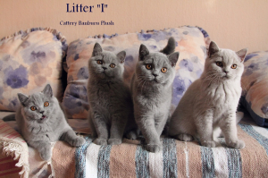 Котята Помета-Litter"I2" ― Banburu