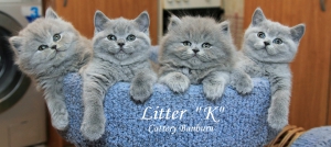 Котята Помета- Litter "K" ― Banburu