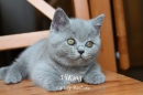Котята Помета-Litter "V "