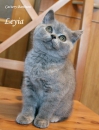 Котята Помета- Litter "L"
