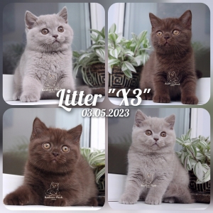 Котята помета-Litter'X3'  ― Banburu
