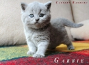 Котята Помета - Litter "G"