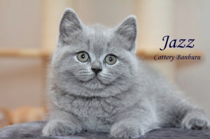 Котята Помета- Litter "J" ― Banburu