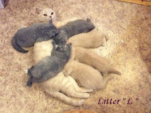 Котята Помета- Litter "L" ― Banburu