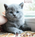 Котята Помета - Litter "H"