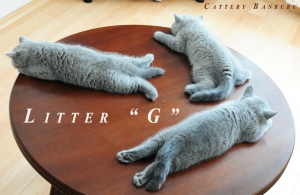Котята Помета - Litter "G" ― Banburu