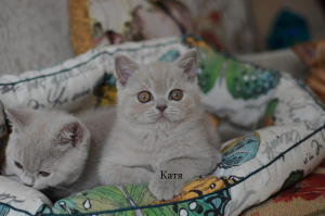 Котята Помета-Litter"K2" ― Banburu