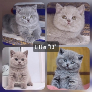 Котята помета-Litter'I3' ― Banburu
