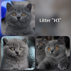Котята помета-Litter'H3' ― Banburu