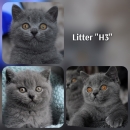 Котята помета-Litter'H3'