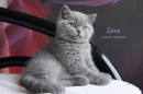 Котята Помета-Litter "Z"