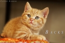 Котята Помета - Litter "B"