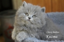 Котята Помета- Litter "K"