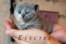 Котята Помета - Litter "E"