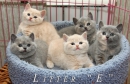 Котята Помета - Litter "E"