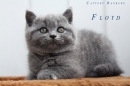 Котята Помета - Litter "F"