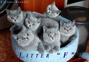 Котята Помета - Litter "F" ― Banburu