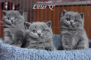 Котята Помета-Litter "Q" ― Banburu