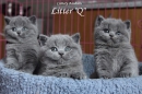 Котята Помета-Litter "Q"