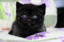 Котята Помета-Litter "Z"