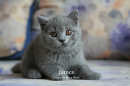 Котята Помета-Litter"J2"