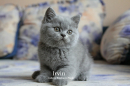 Котята Помета-Litter"I2"