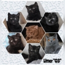 Котята помета-Litter'O3'