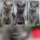 Котята помета-Litter"Y2"