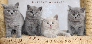 Котята Помета - Litter "A" ― Banburu