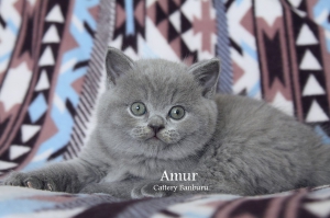 Котята Помета-Litter"A2" ― Banburu