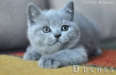 Котята Помета - Litter "D"