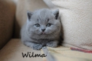 Котята Помета-Litter "W"
