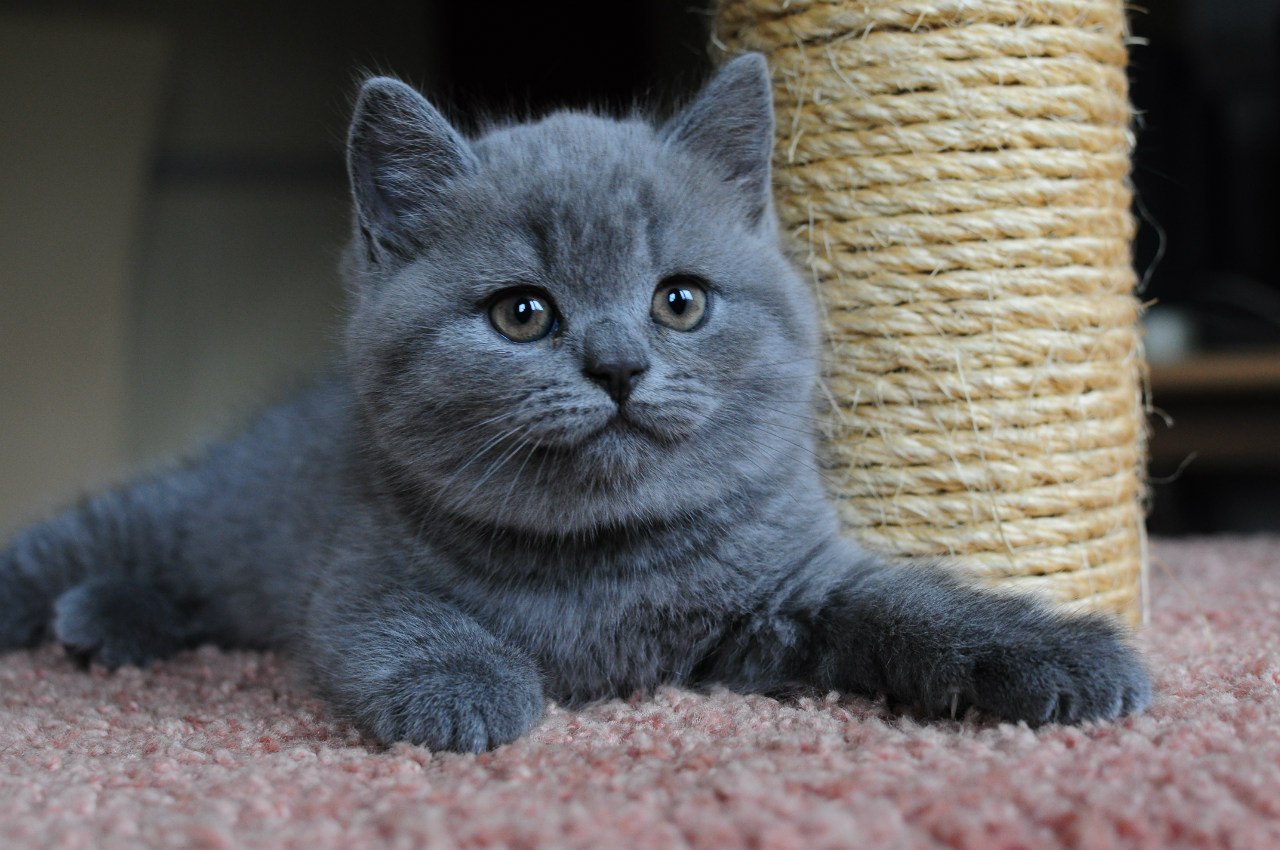 Голубой Солид шотландец. Британская голубая плюшевая взрослая кошка. Британские котята СПБ. Британские котята купить в СПБ. Купить котенка в спб британский