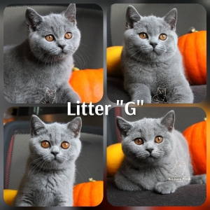 Котята помета-Litter'G3' ― Banburu