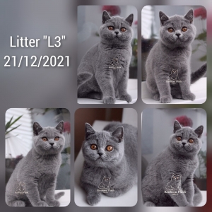 Котята помета-Litter'L3' ― Banburu