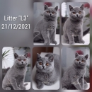 Котята помета-Litter'L3'