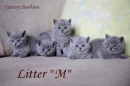 Котята Помета- Litter "M"